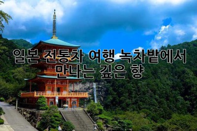 일본 전통차 여행: 녹차밭에서 만나는 깊은 향