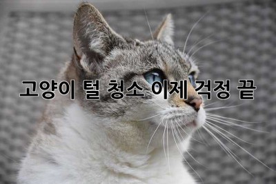 고양이 털 청소, 이제 걱정 끝! ✨